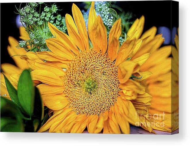 Sunflowers Canvas Print featuring the photograph A Texas Flower by Diana Mary Sharpton