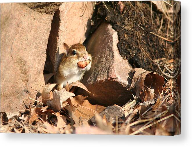 Chipmunk Canvas Print featuring the photograph A tight fit by David Barker