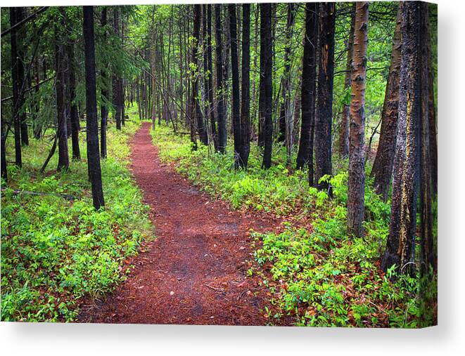Forest Canvas Print featuring the photograph A walk in the Forest by Bill Cubitt