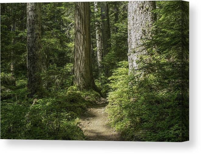 Olympic National Park Canvas Print featuring the photograph A Walk in the Woods by Doug Scrima