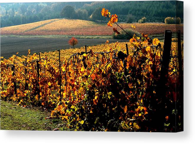 Yamhill Wine Canvas Print featuring the photograph A Yamhill County Vineyard by Margaret Hood