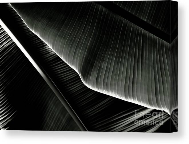 Banana Canvas Print featuring the photograph Abstract banana Leaf by Yurix Sardinelly