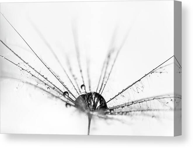 Photography Canvas Print featuring the photograph Abstract Beauty a wet dandelion seed by Marnie Patchett