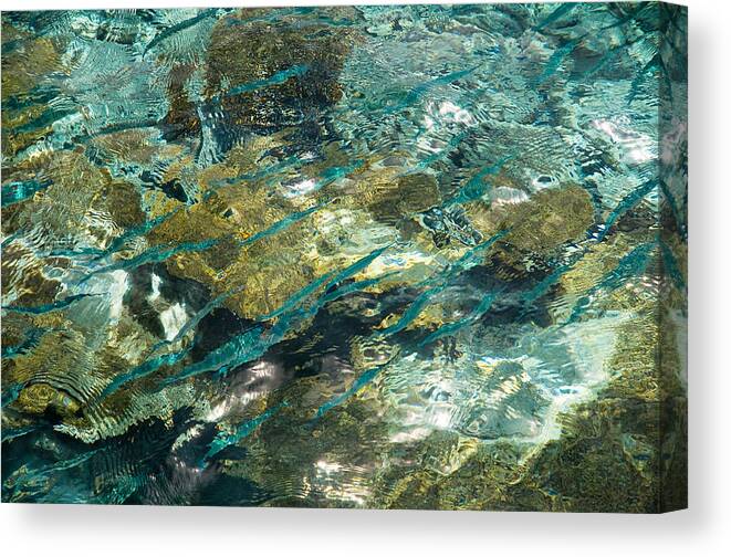 Jenny Rainbow Fine Art Photography Canvas Print featuring the photograph Abstract of the Underwater World. Production by Nature by Jenny Rainbow