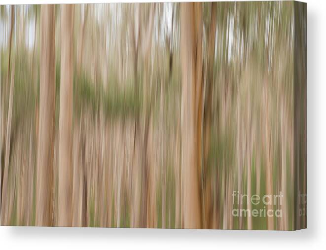 Australia Photography Canvas Print featuring the photograph Abstract Woods photograph by Ivy Ho