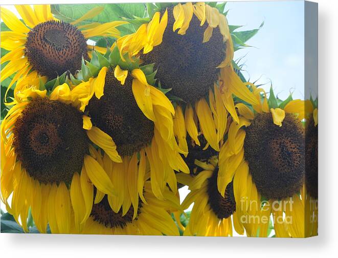 Sunflowers Canvas Print featuring the photograph Abundance by Nona Kumah