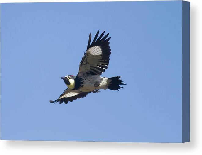 Acorn Woodpecker Canvas Print featuring the photograph Acorn Woodpecker by Mark Miller