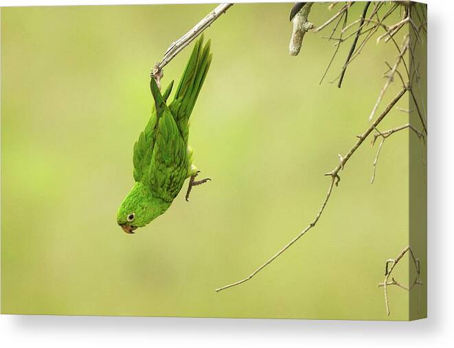White Canvas Print featuring the photograph Acrobatic White-Eyed Parakeet by Steven Upton
