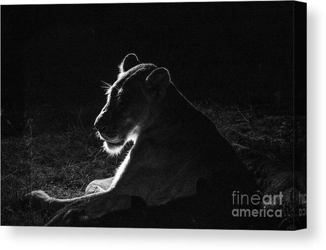 Elephant Plains Canvas Print featuring the photograph African Lioness at Night by Jennifer Ludlum