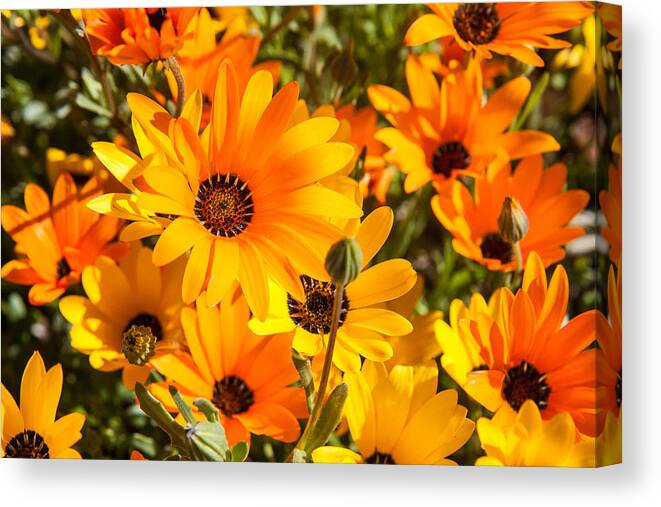 African Daisies Canvas Print featuring the photograph African orange and yellow daisies by Dina Calvarese