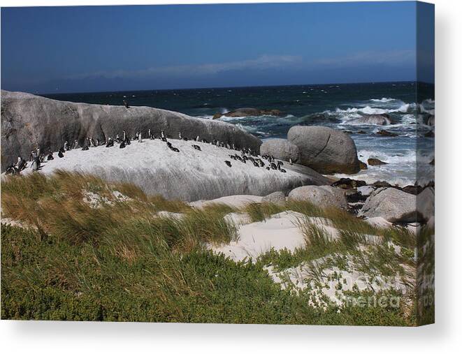 Boulders Canvas Print featuring the photograph African Penguins by Bev Conover