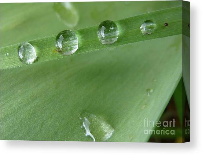 After The Rain Canvas Print featuring the photograph After the rain by Jean Bernard Roussilhe