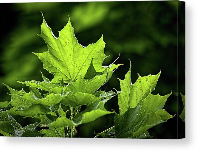 Water Drops Canvas Print featuring the photograph After the rain by Tatiana Travelways