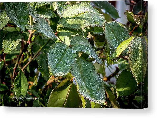 Rosebush Canvas Print featuring the digital art After the Rains by Ed Stines