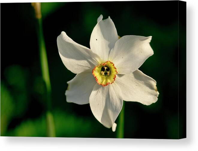 Forest Canvas Print featuring the photograph Afternoon of Narcissus Poeticus. by Elena Perelman