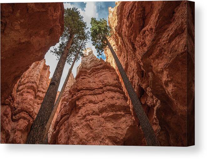 Tree Canvas Print featuring the photograph Against the Odds by Jody Partin