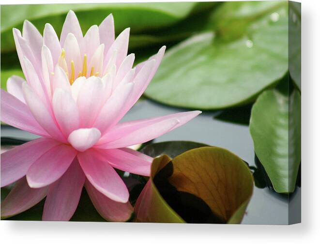 Floral Canvas Print featuring the photograph Against the Pad by Mary Anne Delgado