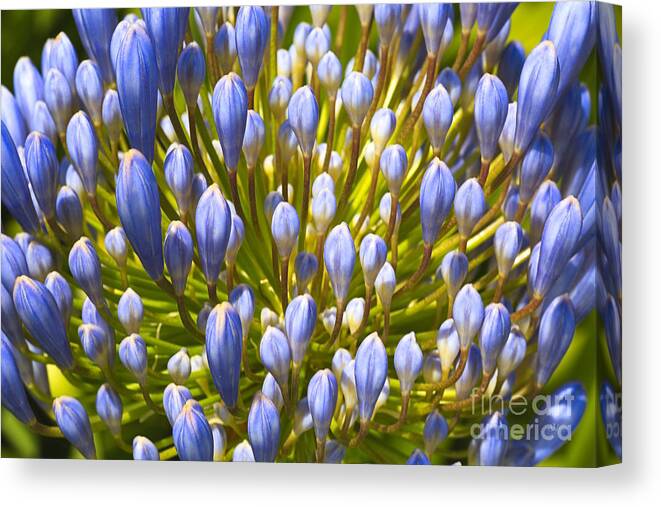 Lily Of The Nile Canvas Print featuring the photograph Agapanthus In Fireworks by Joy Watson