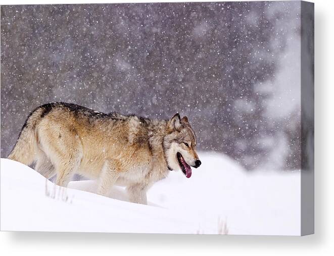 Wolf Canvas Print featuring the photograph Agate Wolf 113M in Falling Snow by Mark Miller
