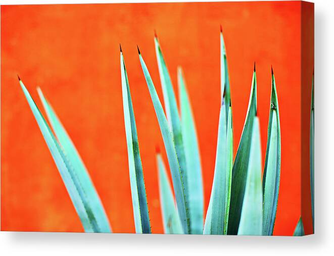 Surfing Canvas Print featuring the photograph Agave 2 by Nik West