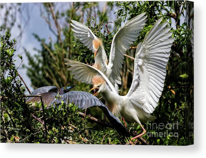 Egrets Canvas Print featuring the photograph Aggression Between Cattle Egrets and Tricolored Heron by DB Hayes
