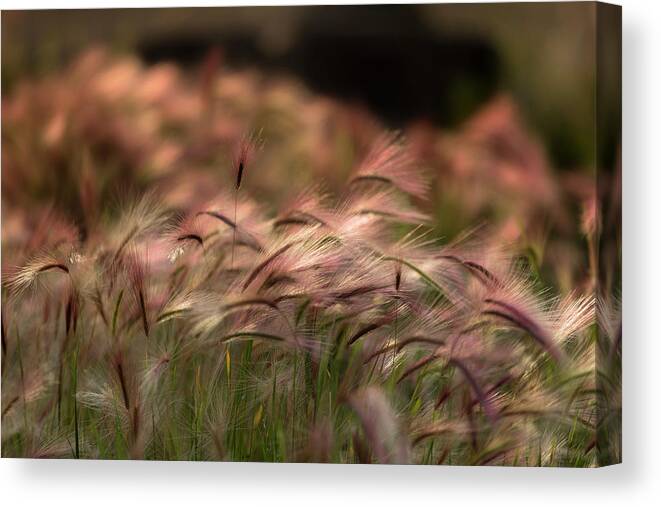 Abstract Canvas Print featuring the photograph Alaskan Summer Foxtail by Scott Slone