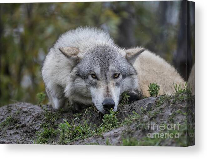 Alaskan Timber Wolf Canvas Print / Canvas Art by Eva Lechner - Fine Art  America