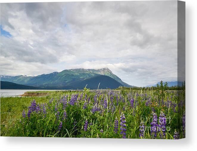 Alaska Canvas Print featuring the photograph Alaskan wildflowers by Paul Quinn