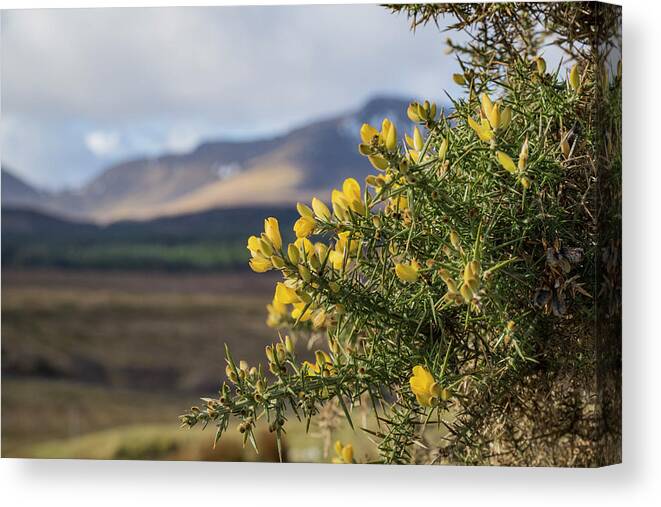 Gorse Canvas Print featuring the photograph Alba by Holly Ross