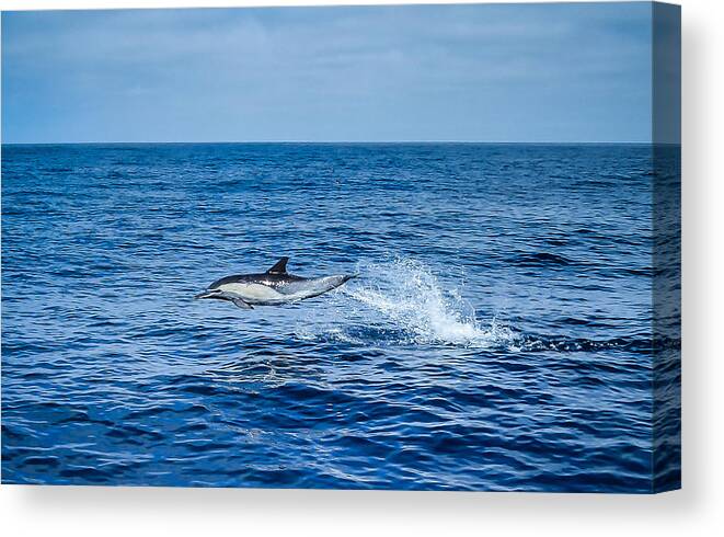 Dolphin Canvas Print featuring the photograph All Out by Pamela Newcomb