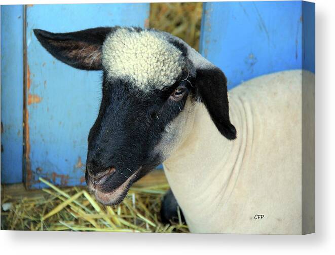 Animals Canvas Print featuring the photograph All Smiles by Becca Wilcox