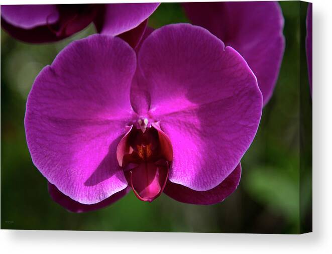 Allan Canvas Print featuring the photograph Allan Gardens Orchid by Ross Henton