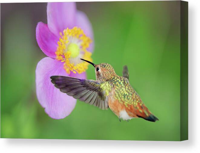 Hummingbird Canvas Print featuring the photograph Allens Hummingbird and Anemone by Susan Gary