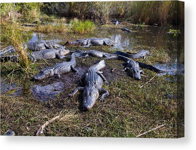 Nature Canvas Print featuring the photograph Alligators 280 by Michael Fryd