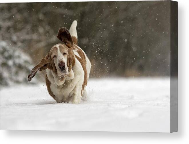 Dog Canvas Print featuring the photograph Almost Airborne by Gert Van Den Bosch
