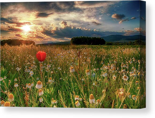 Poppy Canvas Print featuring the photograph Alone among many by Plamen Petkov