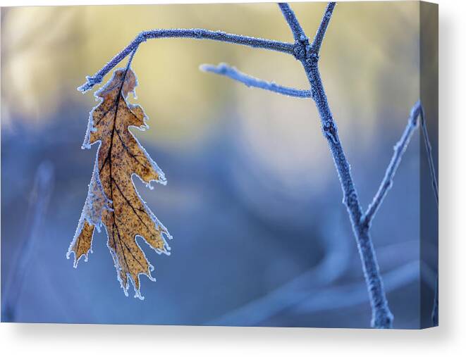 Landscape Canvas Print featuring the photograph Alone In The Cold by Jonathan Nguyen
