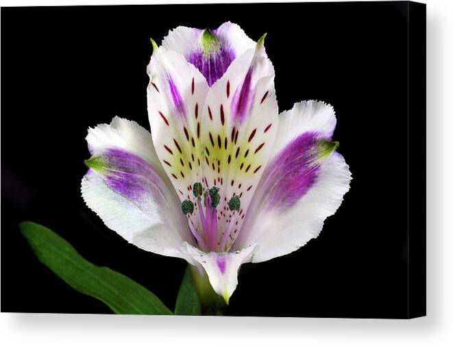 Peruvian Lily Canvas Print featuring the photograph Alstroemeria Portrait. by Terence Davis