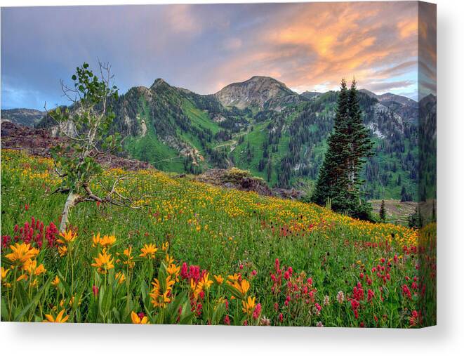 Wildflower Canvas Print featuring the photograph Alta Wildflowers and Sunset by Brett Pelletier