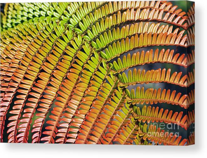 Abstract Canvas Print featuring the photograph AmaUmaU Fern Frond by Greg Vaughn - Printscapes