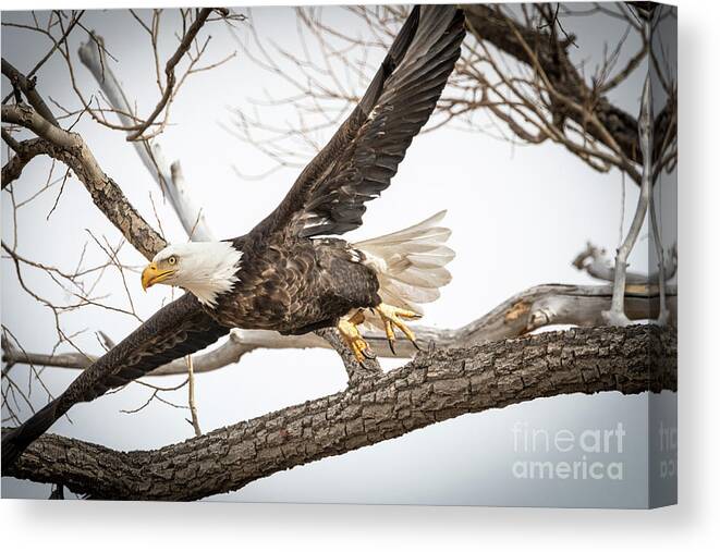 Eagle Canvas Print featuring the photograph America Bald Eagle taking flight from a tree branch by Phillip Rubino