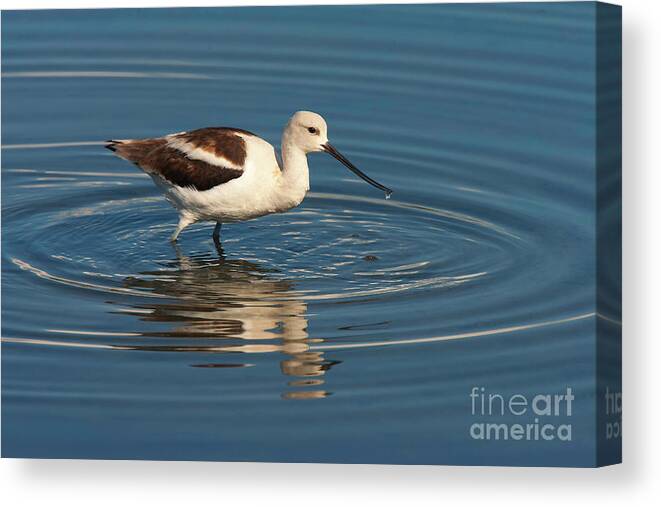 American White Pelican Canvas Print featuring the photograph American Avocet by Ram Vasudev