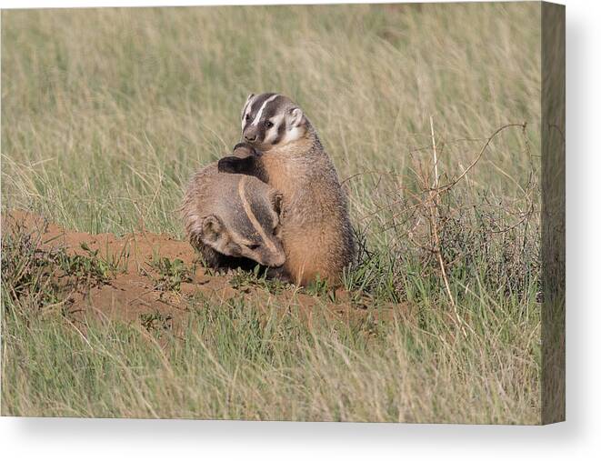 Badger Canvas Print featuring the photograph American Badger Cub Climbs On Its Mother by Tony Hake
