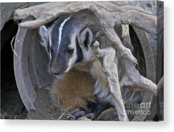 Photography Canvas Print featuring the photograph American Badger Habitat by Sean Griffin