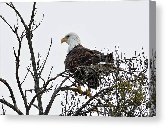 Nature Canvas Print featuring the photograph American Bald Eagle 5494 by Michael Peychich