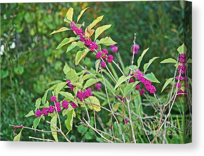 Berry Canvas Print featuring the photograph American Beauty-berry by Terri Mills
