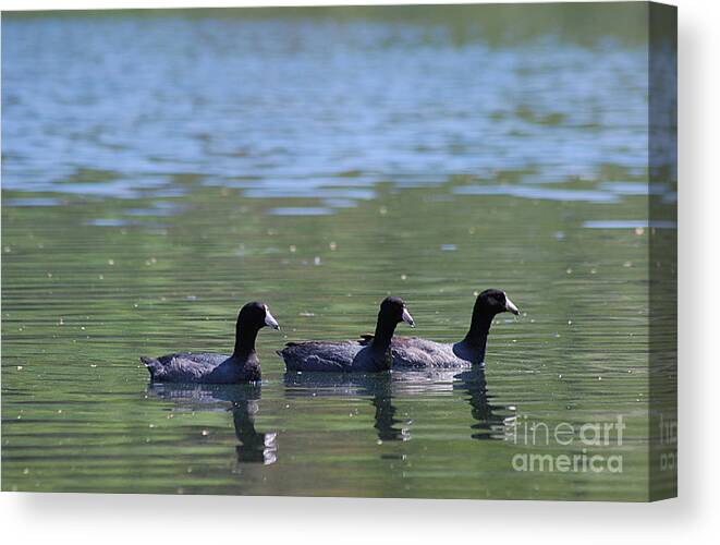 American Coot Canvas Print featuring the photograph American Coots 20120416_143a by Tina Hopkins