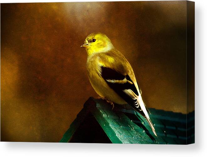 Finch Canvas Print featuring the photograph American Gold Finch in Texture by Lana Trussell