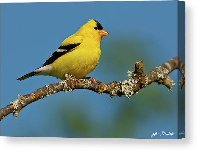 American Goldfinch Canvas Print featuring the photograph American Goldfinch Perched in a Tree by Jeff Goulden