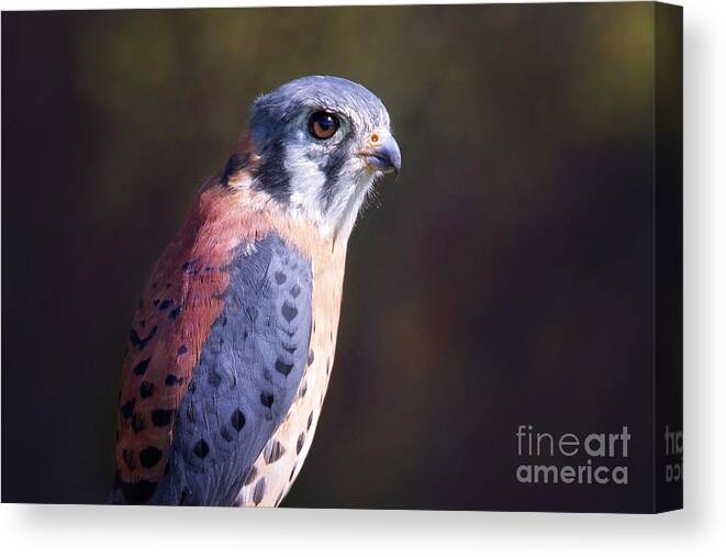 Bird Canvas Print featuring the photograph American Kestrel Portrait by Sharon McConnell